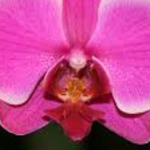 Meet your Posher, Kerry